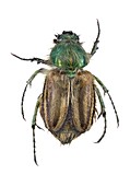 Bumblebee scarab beetle