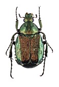 Noble chafer