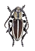 Longhorn beetle