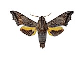 Hawk moth