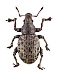 Weevil