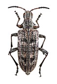 Ribbed pine borer beetle