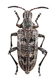 Ribbed pine borer beetle