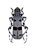 Rosalia longicorn beetle