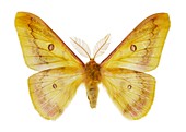 Autumn emperor moth
