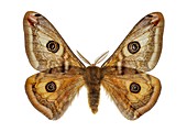 Small emperor moth