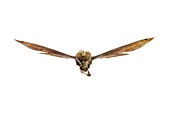 Libya sphinx moth