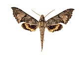 Hawk moth