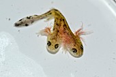 Two-headed salamander tadpole