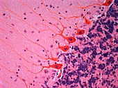 Purkinje nerve cells,light micrograph