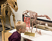 Boy with ancestral horse fossil