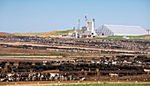 Intensive cattle farm
