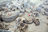 Ashfall Fossil Beds fossils