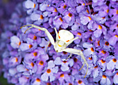 Crab spider on a Buddleia flower