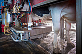 Cow's udder in milking machine