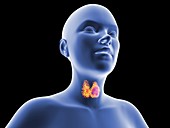 Scintigram of normal human thyroid gland