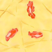 Loose connective tissue,illustration