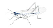 Grasshopper nervous system,illustration