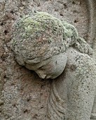 Lichen growing on gravestone