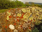 Lichen growing on rock in unpolluted air