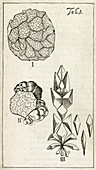 Malpighi's lung observations,1661