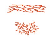 Structure of elastin,illustration