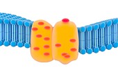 Photosynthesis light-harvesting complex