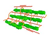 Cell wall microstructure,illustration