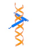 Helix-turn-helix DNA-binding domain