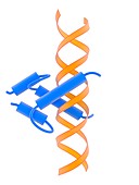 Helix-loop-helix DNA-binding domain