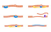 DNA repair mechanism,illustration