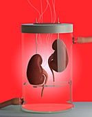 Spare kidneys,conceptual image