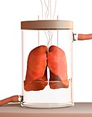 Spare lungs,conceptual image