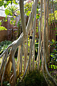 Indian banyan tree (Ficus benghalensis)