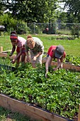 Community garden volunteers weeding