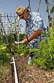 Gardener making irrigation system