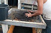 Screening compost for gardening