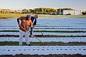 Workers on an organic farm,USA