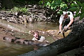 Volunteers clearing log jam