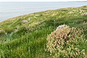 Scurvygrass (Cochlearia officinalis)