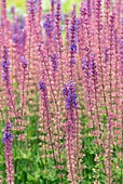 Salvia x sylvestris 'Rugen'