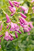 Penstemon 'Knightwick' flowers