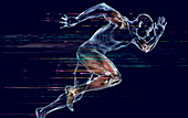 Sprinter,anatomical artwork