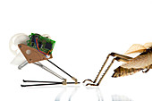 Locust jumping robot