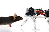 Mouse robot