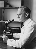 Hans Bauer,German geneticist