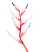 Heliconia sp. bracts,X-ray