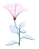 Chinese hibiscus flower,X-ray