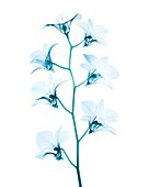 Orchid flowers,X-ray