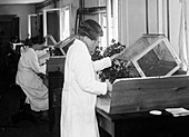 Genetics research,circa 1920s